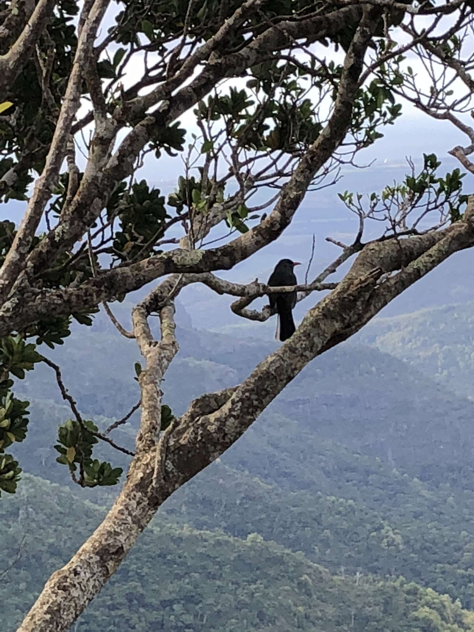 Image of Mauritius Black Bulbul