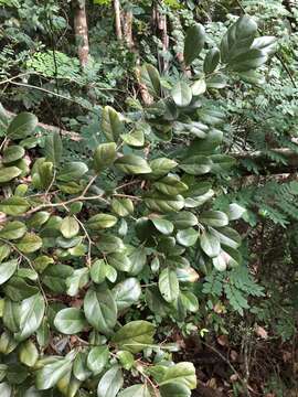 Image of Coccoloba buchii O. Schmidt