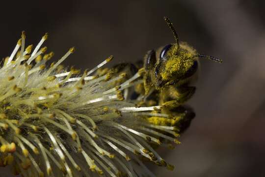 Imagem de Andrena vicina Smith 1853