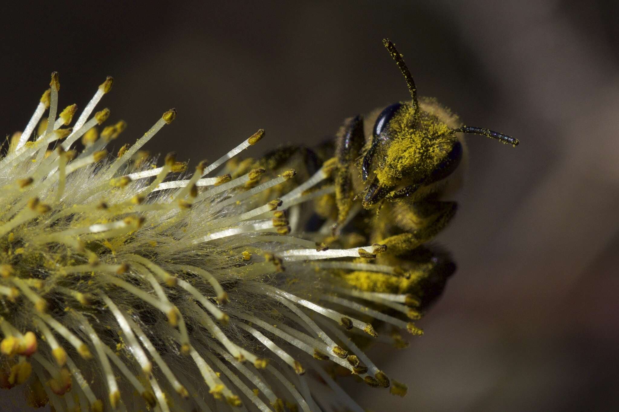Image of Neighborly Andrena