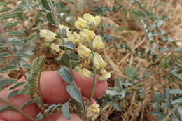 Astragalus douglasii (Torr. & A. Gray) A. Gray resmi