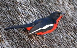 Image of Crimson-breasted Gonolek