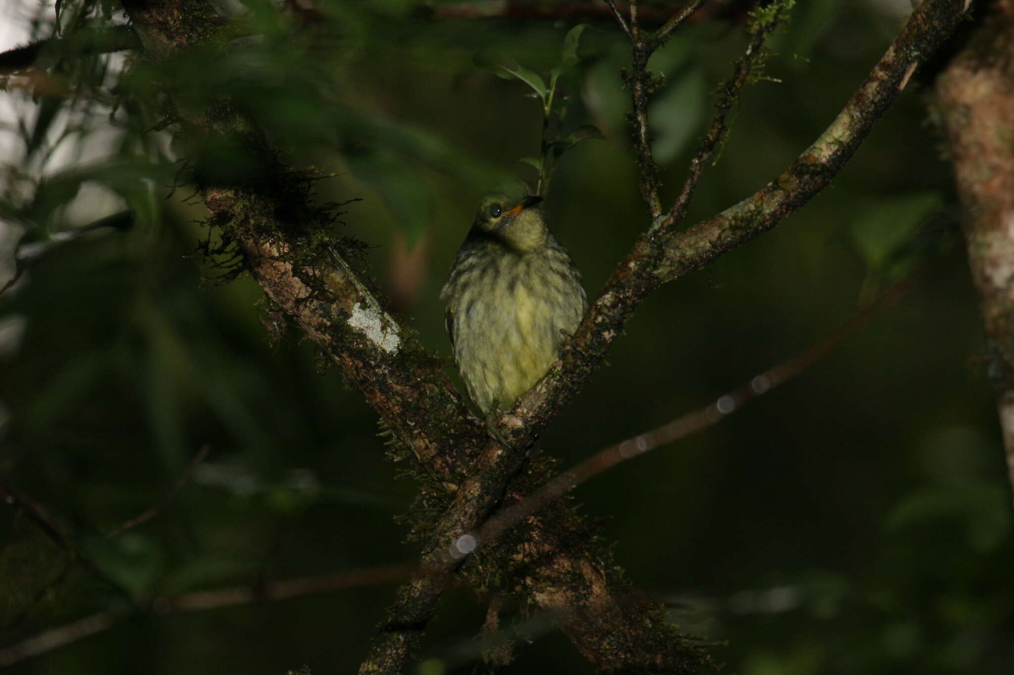 Image of Philepitta Geoffroy Saint-Hilaire & I 1838