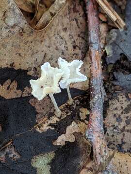 Image of Resinomycena rhododendri (Peck) Redhead & Singer 1981