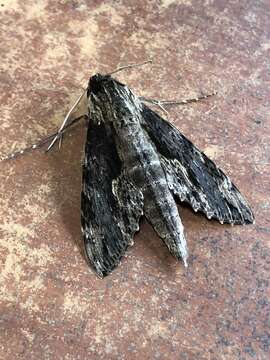 Image of Oleander sphinx moth