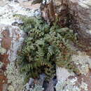 Image of Asplenium foreziense Le Grand ex Magnier