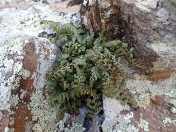 Image of Asplenium foreziense Le Grand ex Magnier