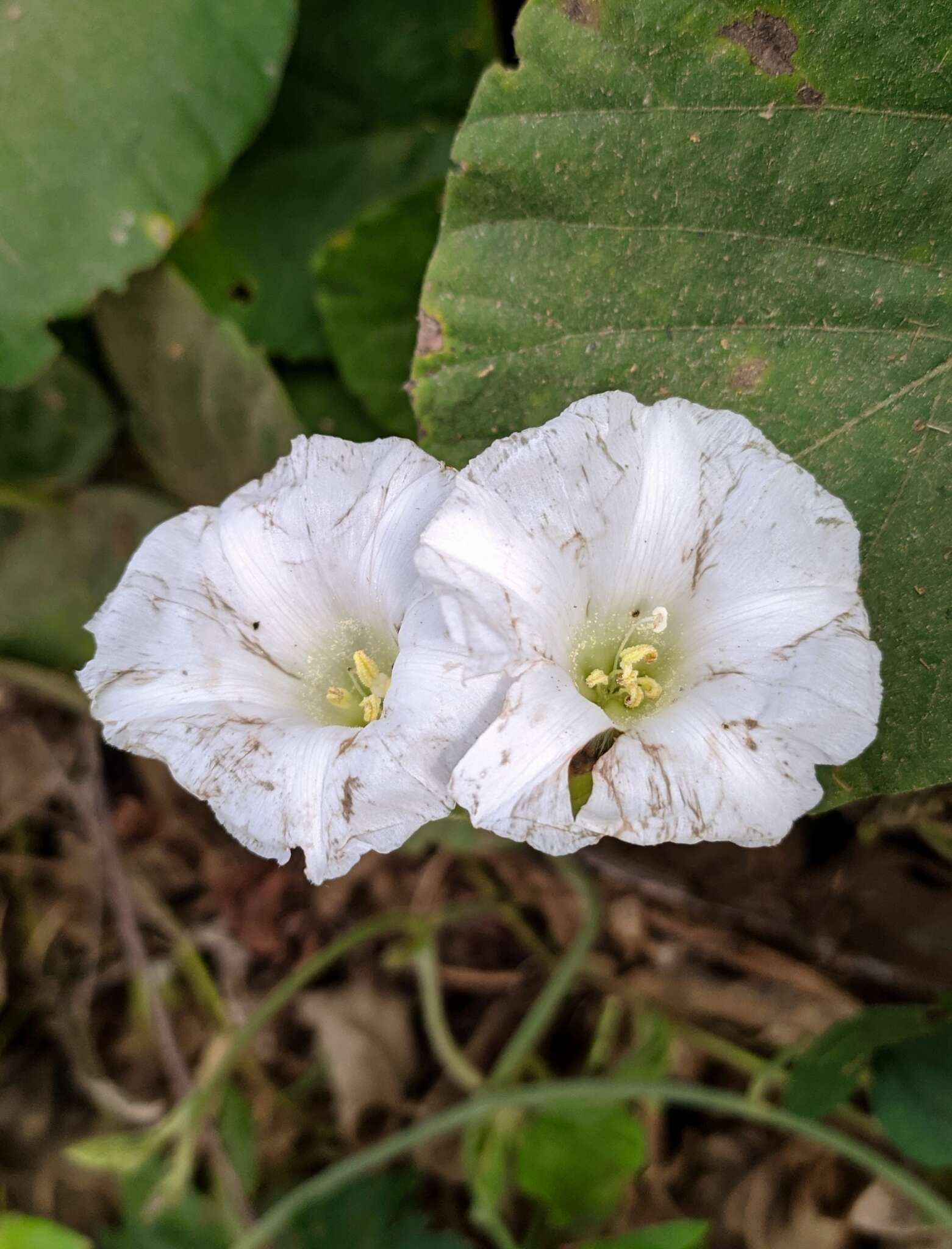 Imagem de Odonellia hirtiflora (M. Mart. & Gal.) K. Robertson