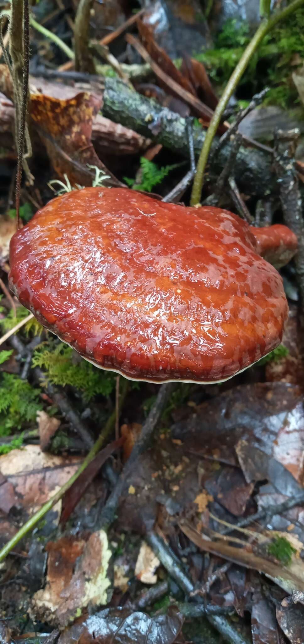 Image of Ganoderma longistipitatum Ryvarden 2000