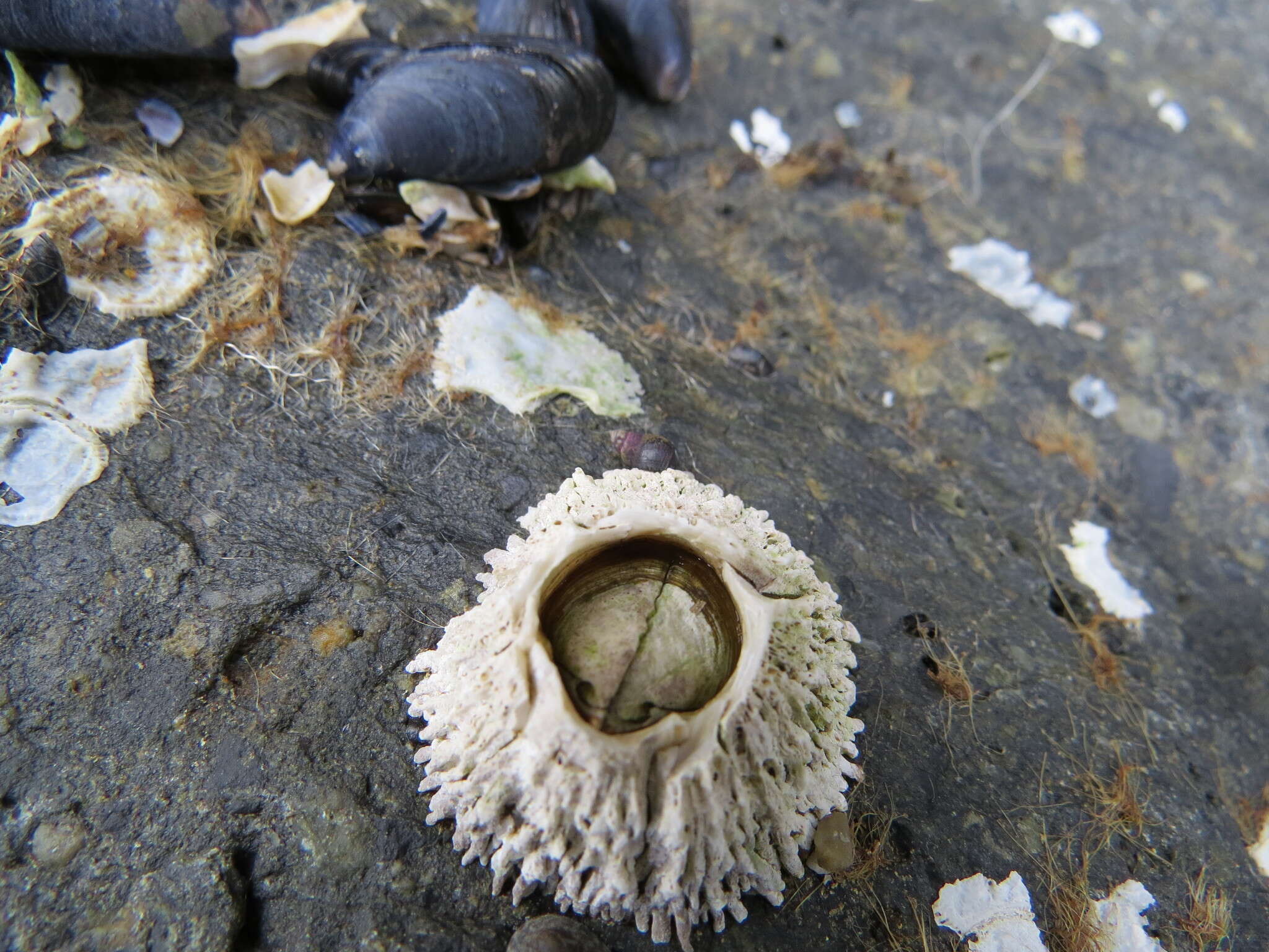 Image of thatched barnacle