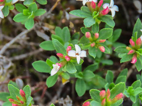 Image of Daphne oleoides subsp. oleoides