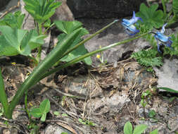 Image of Scilla rosenii K. Koch