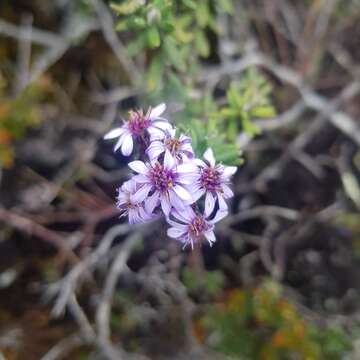 Image de Diplostephium phylicoides (Kunth) Wedd.