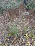 Image of littleleaf buckbrush