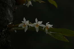 Image of Coelogyne nitida (Wall. ex D. Don) Lindl.