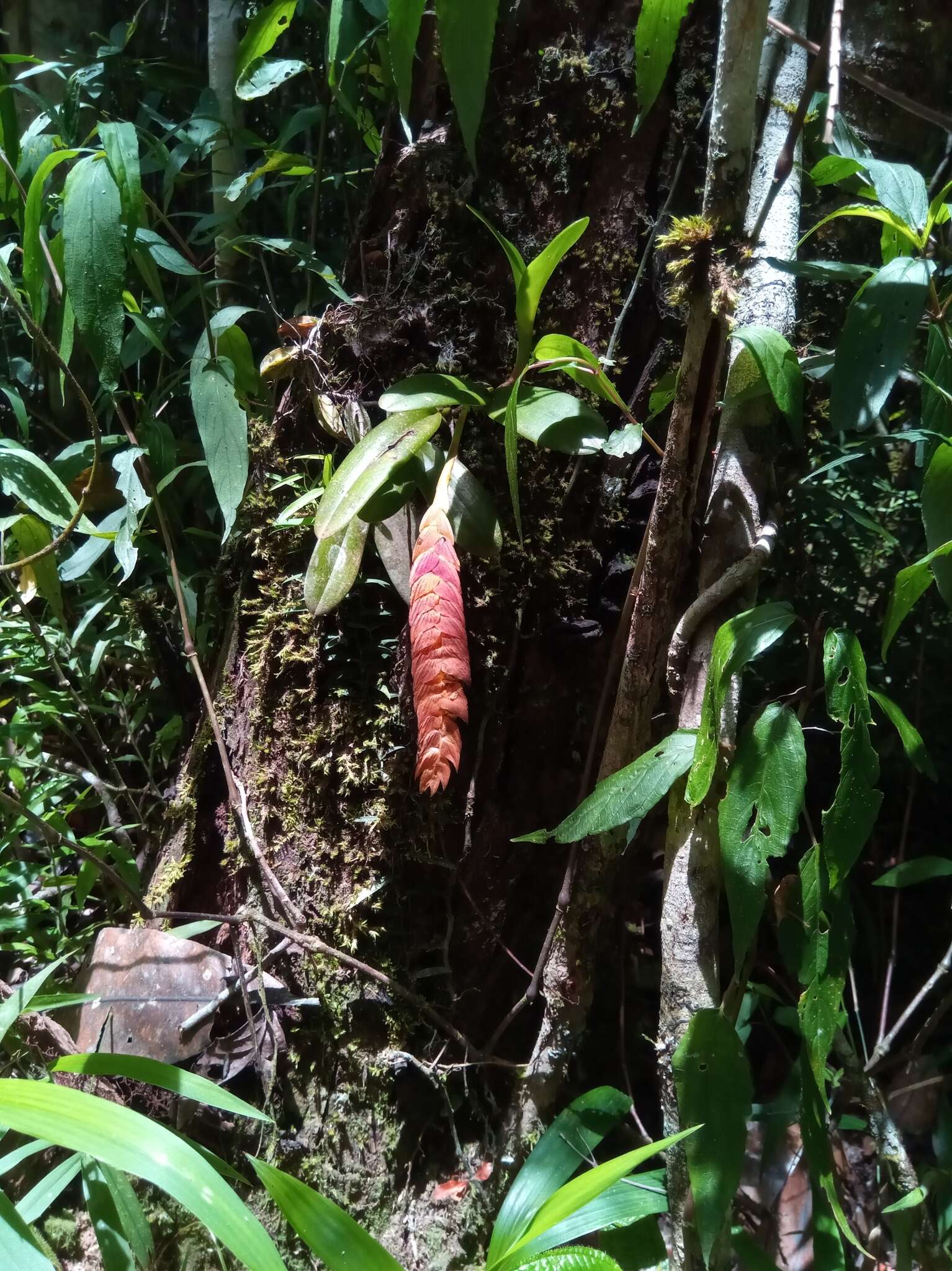 Image of Bulbophyllum occultum Thouars