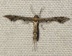 Image of Lantana plume moth
