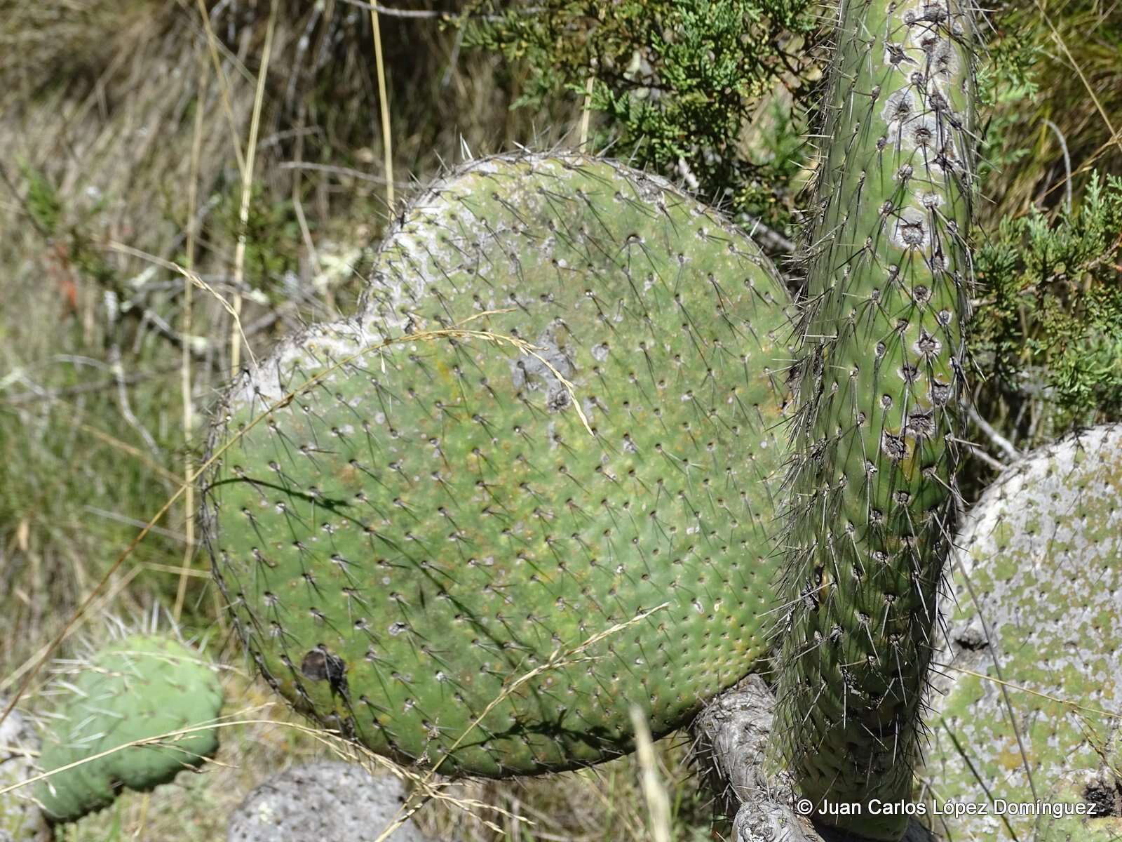 Image of <i>Opuntia spinulifera</i>