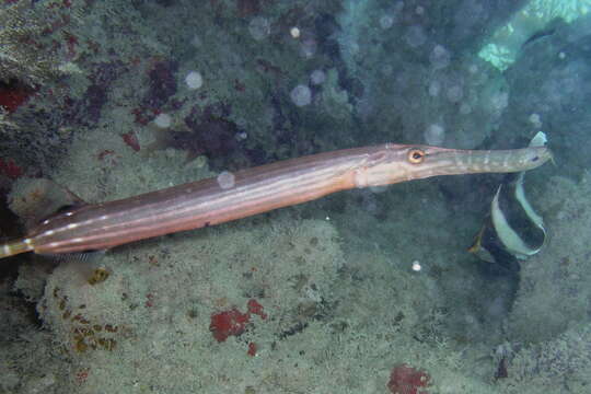 Image of trumpetfishes