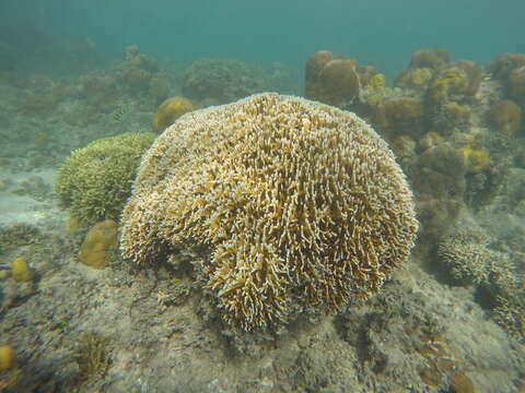 Image of Fire coral