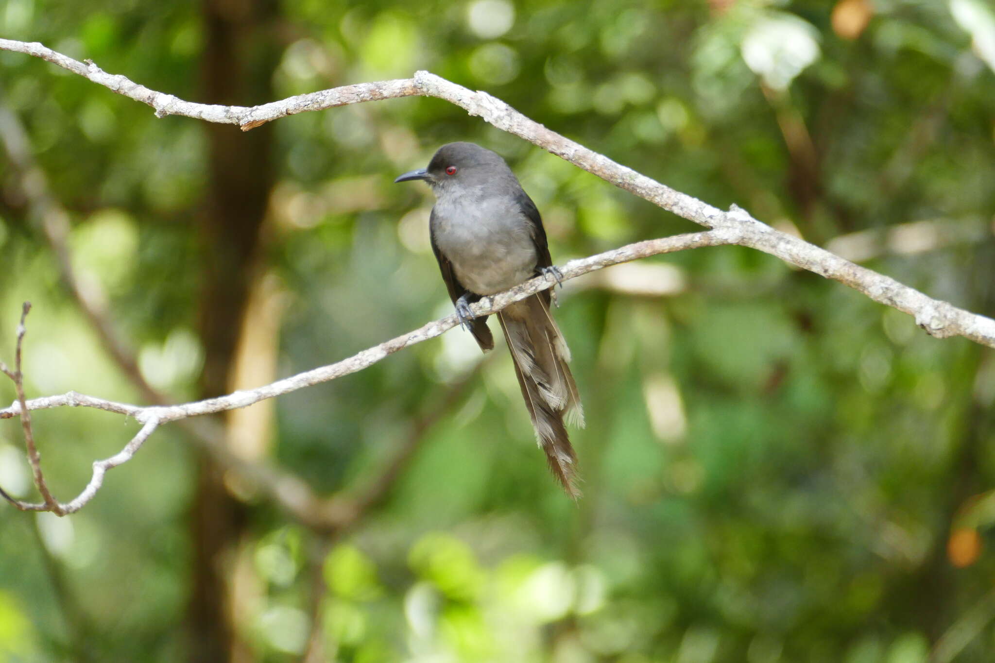Image of Long-tailed Sibia