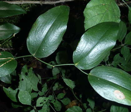 Image of Behnia