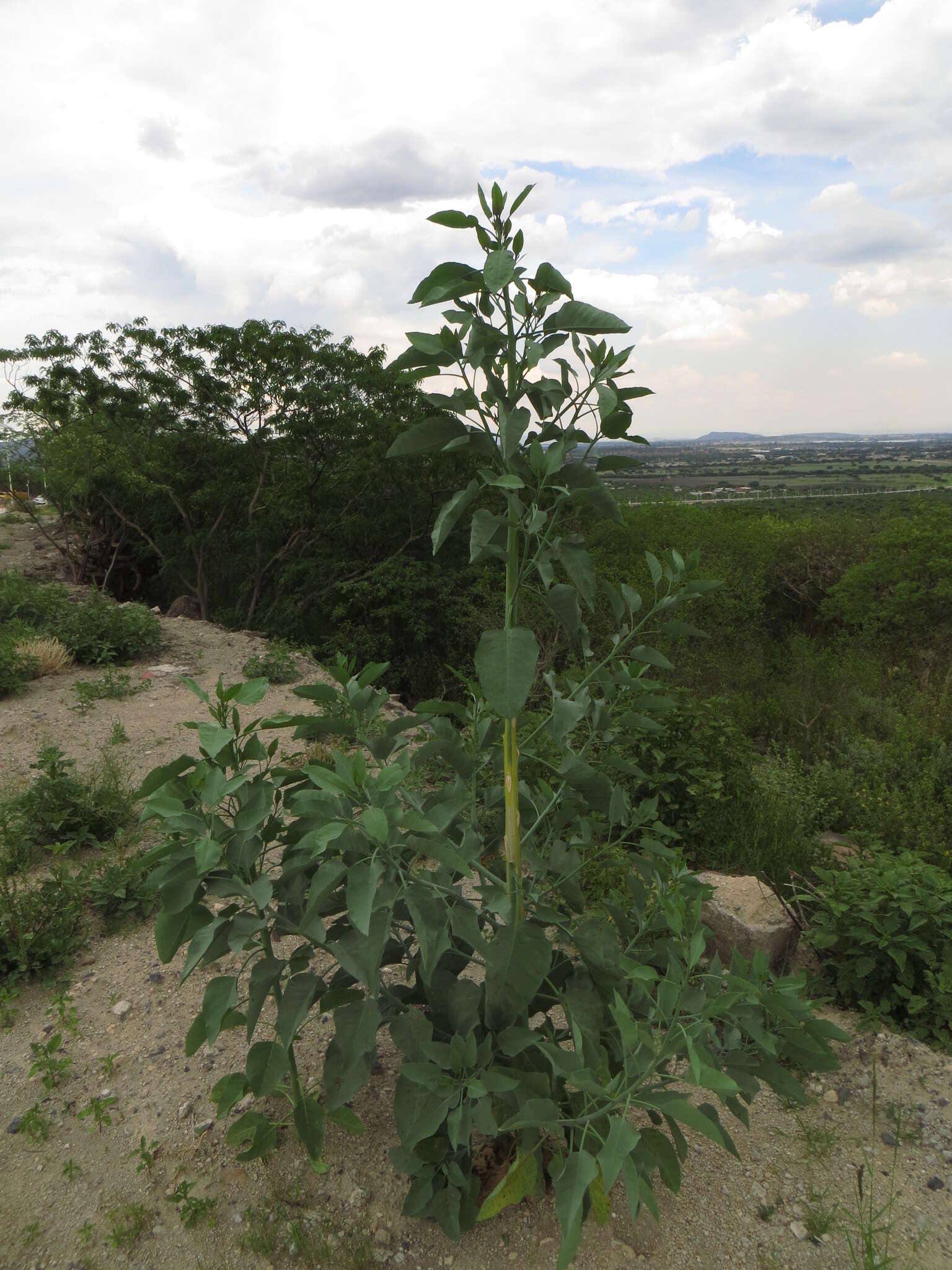 Image of tree tobacco