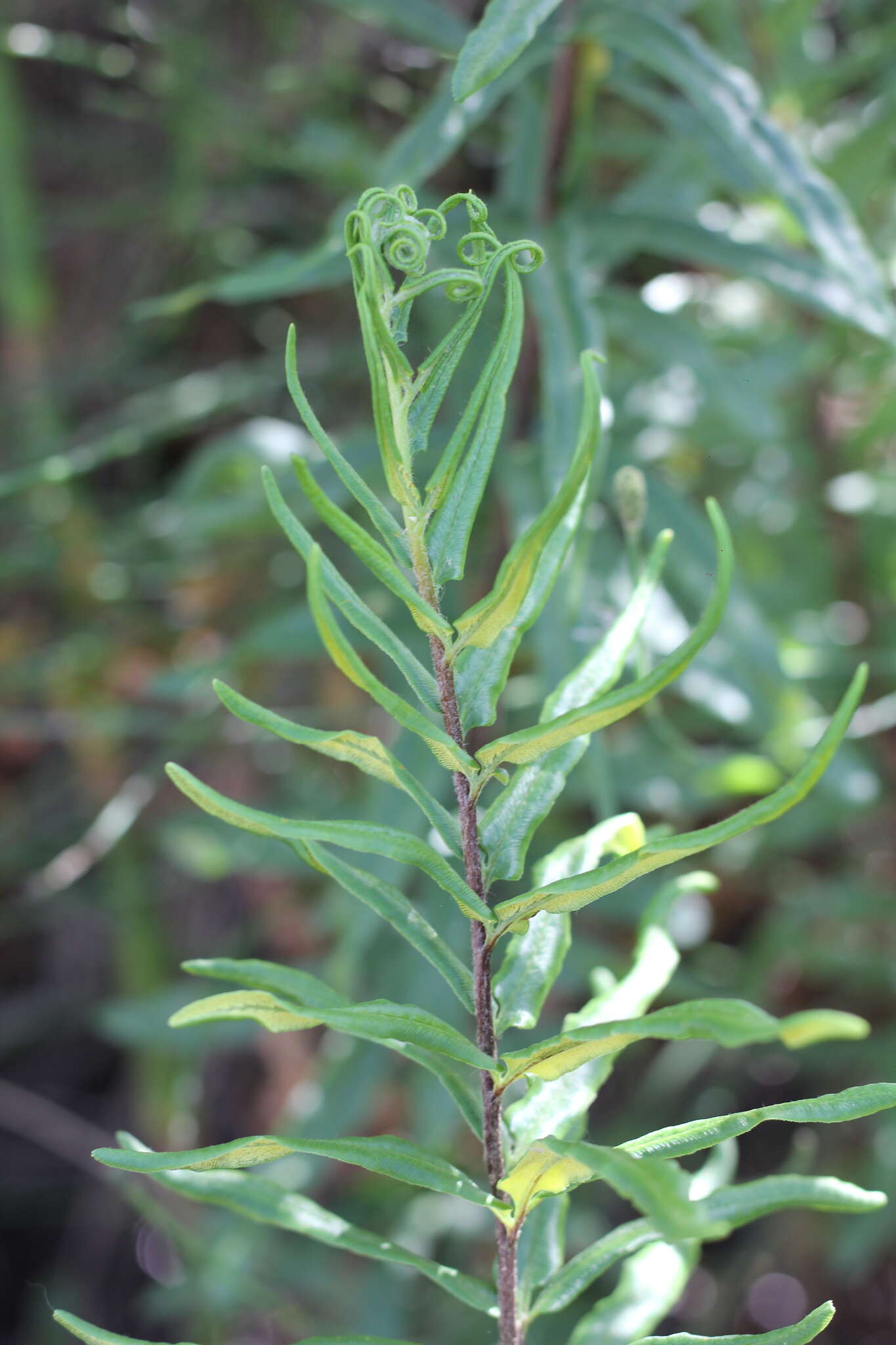 Слика од Pityrogramma trifoliata (L.) R. Tryon