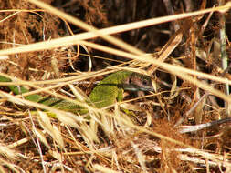 Image of Western Green Lizard