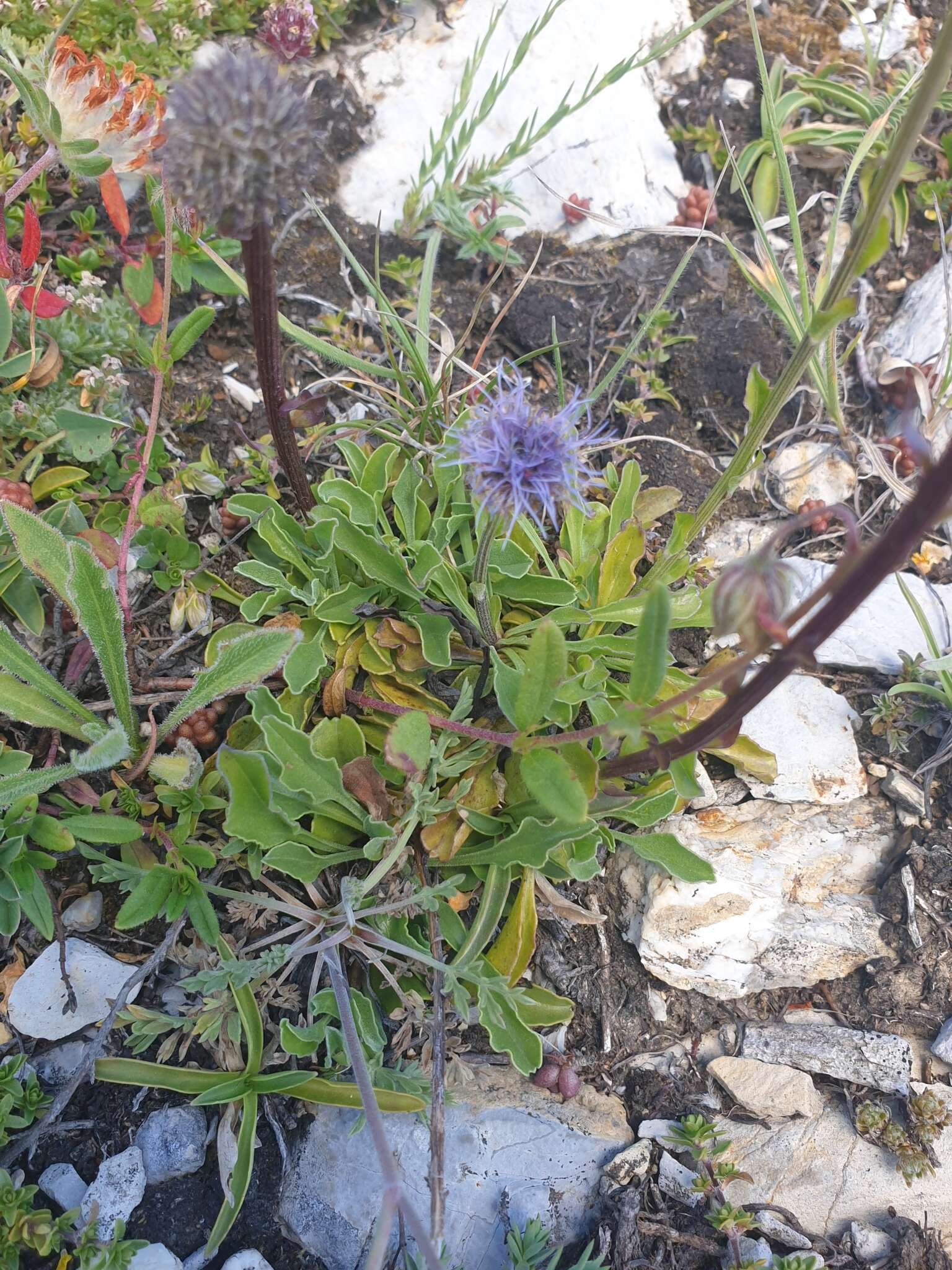 Image de Globularia trichosantha Fischer & C. A. Meyer