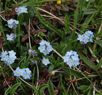 Image of Alpine forget-me-not