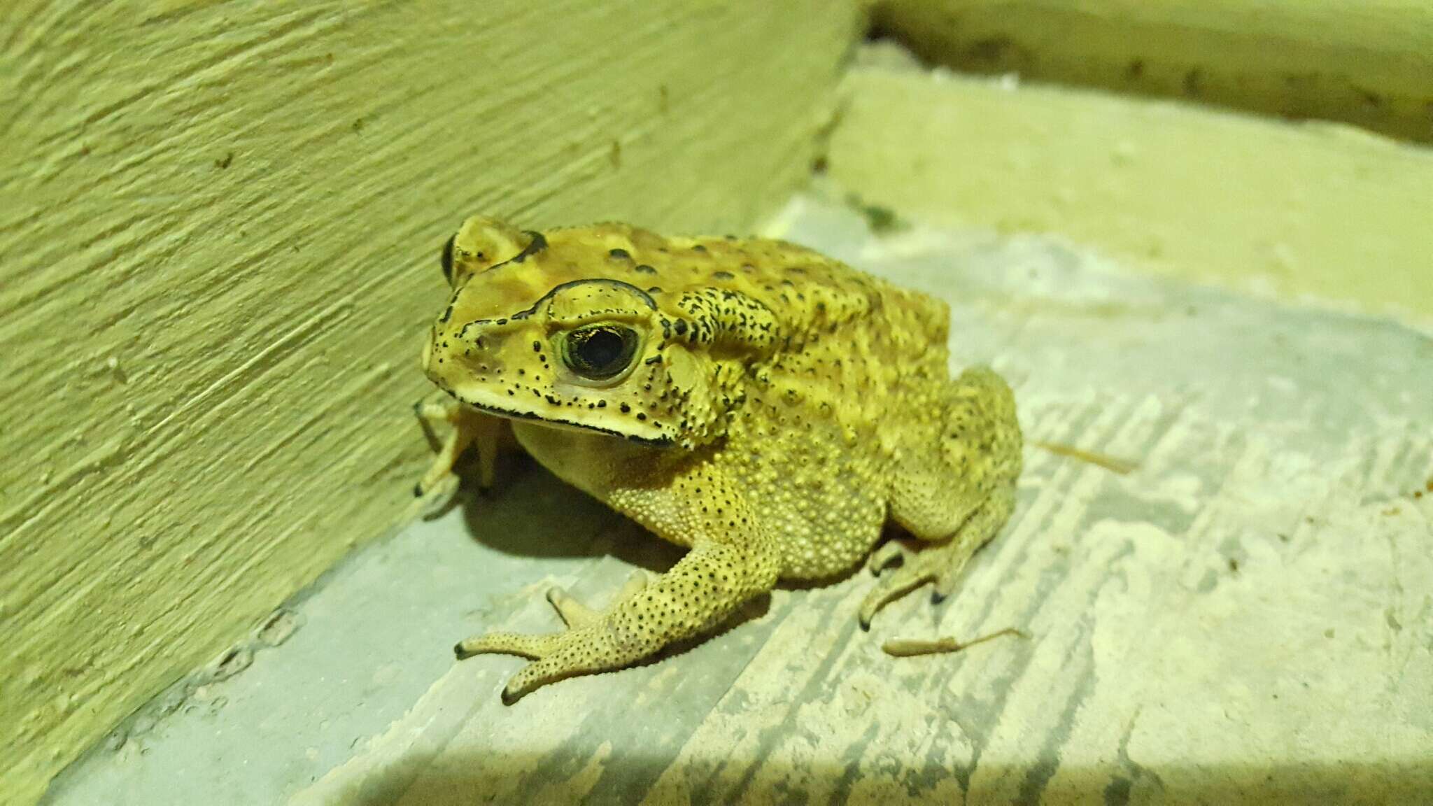 Image of asian black spotted toad