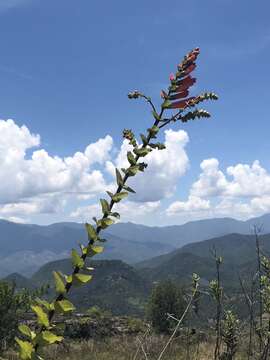 Image of Lamourouxia rhinanthifolia Kunth