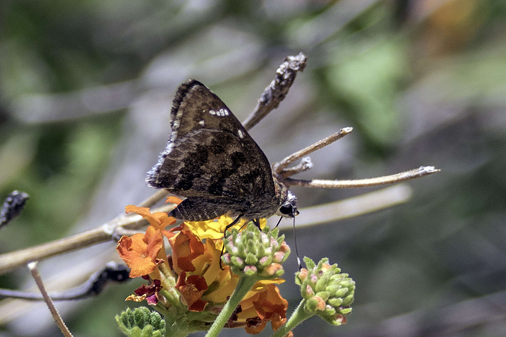 Image of Acacia Skipper