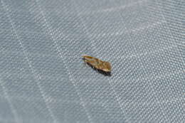 Image of Argyresthia canadensis Freeman 1972