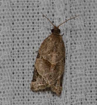 صورة Neocalyptis affinisana Walker 1863