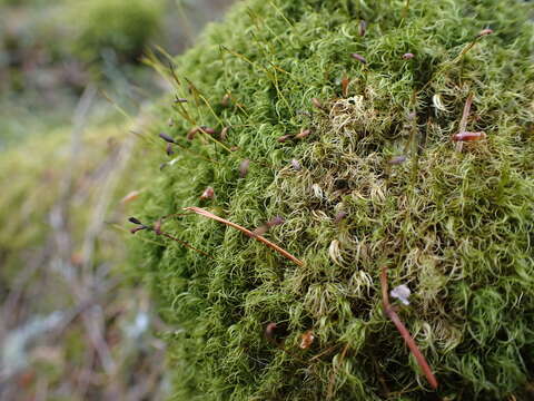 Image of dicranum moss