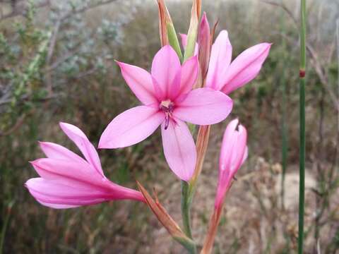 Image of Watsonia dubia Eckl. ex Klatt