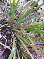 Juncus prismatocarpus R. Br. resmi