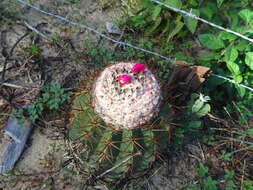 Melocactus curvispinus subsp. caesius (H. L. Wendl.) N. P. Taylor resmi