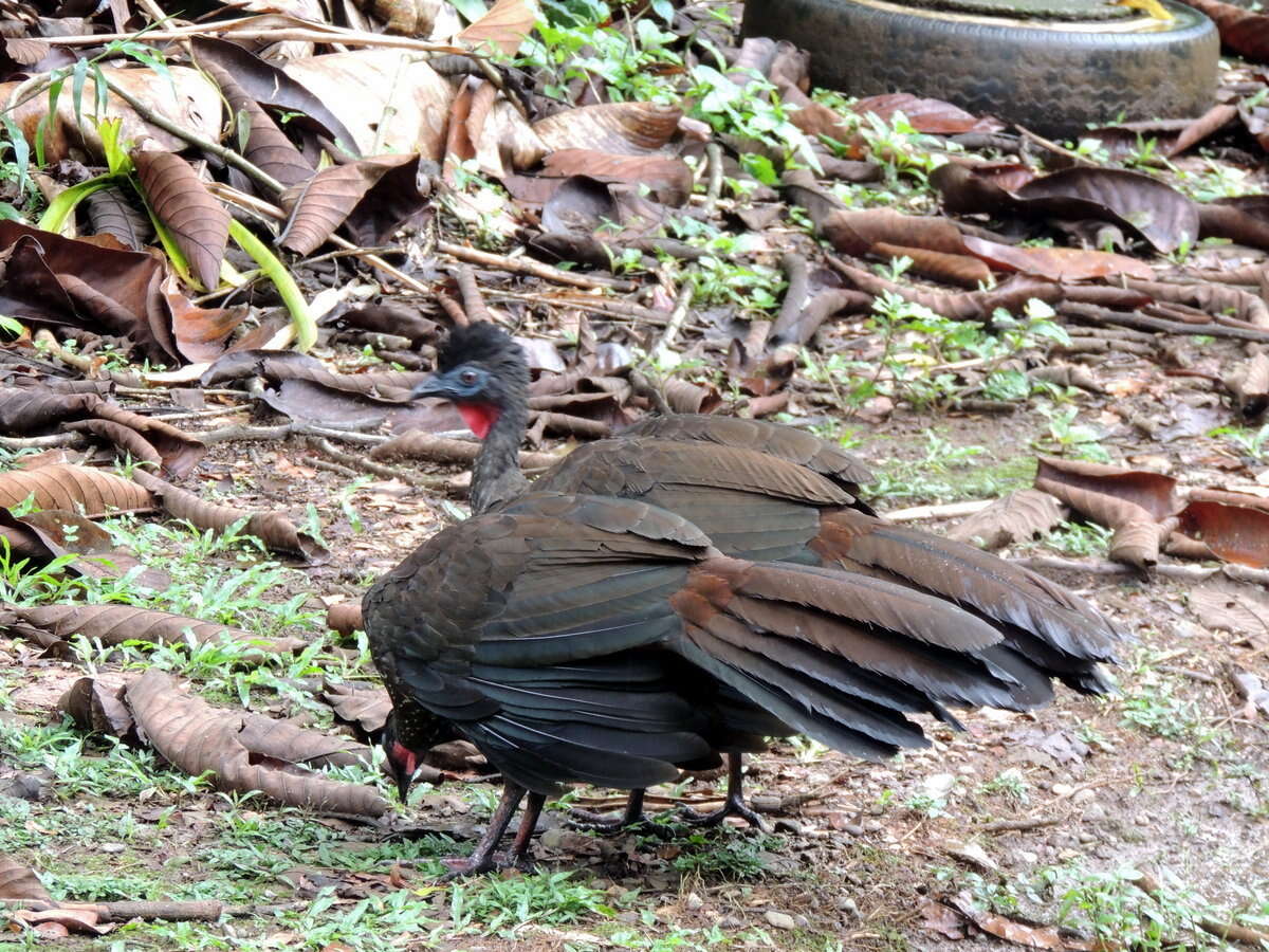 Image of Crested Guan