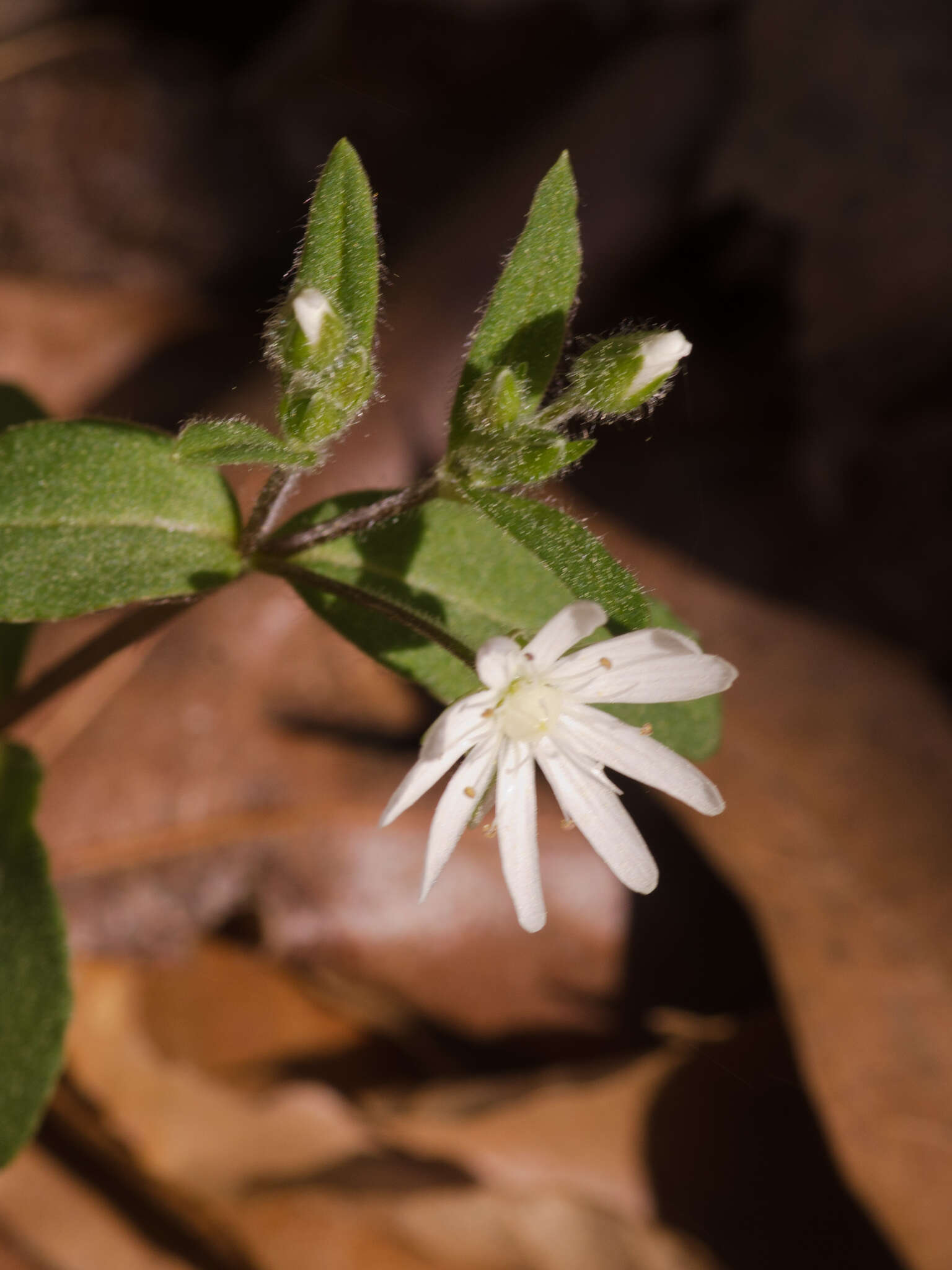 Image of star chickweed