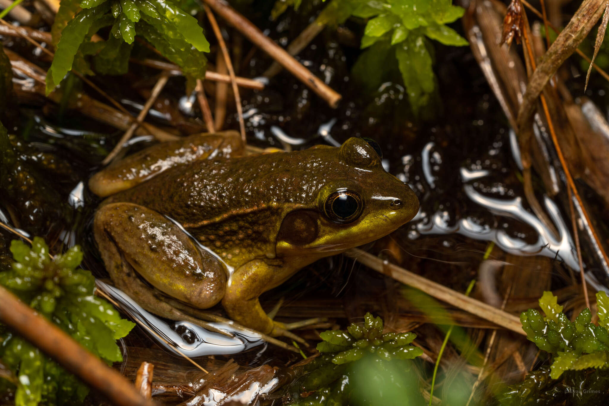 Image of Florida Bog Frog