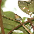 Image of <i>Pachysylvia muscicapina</i>