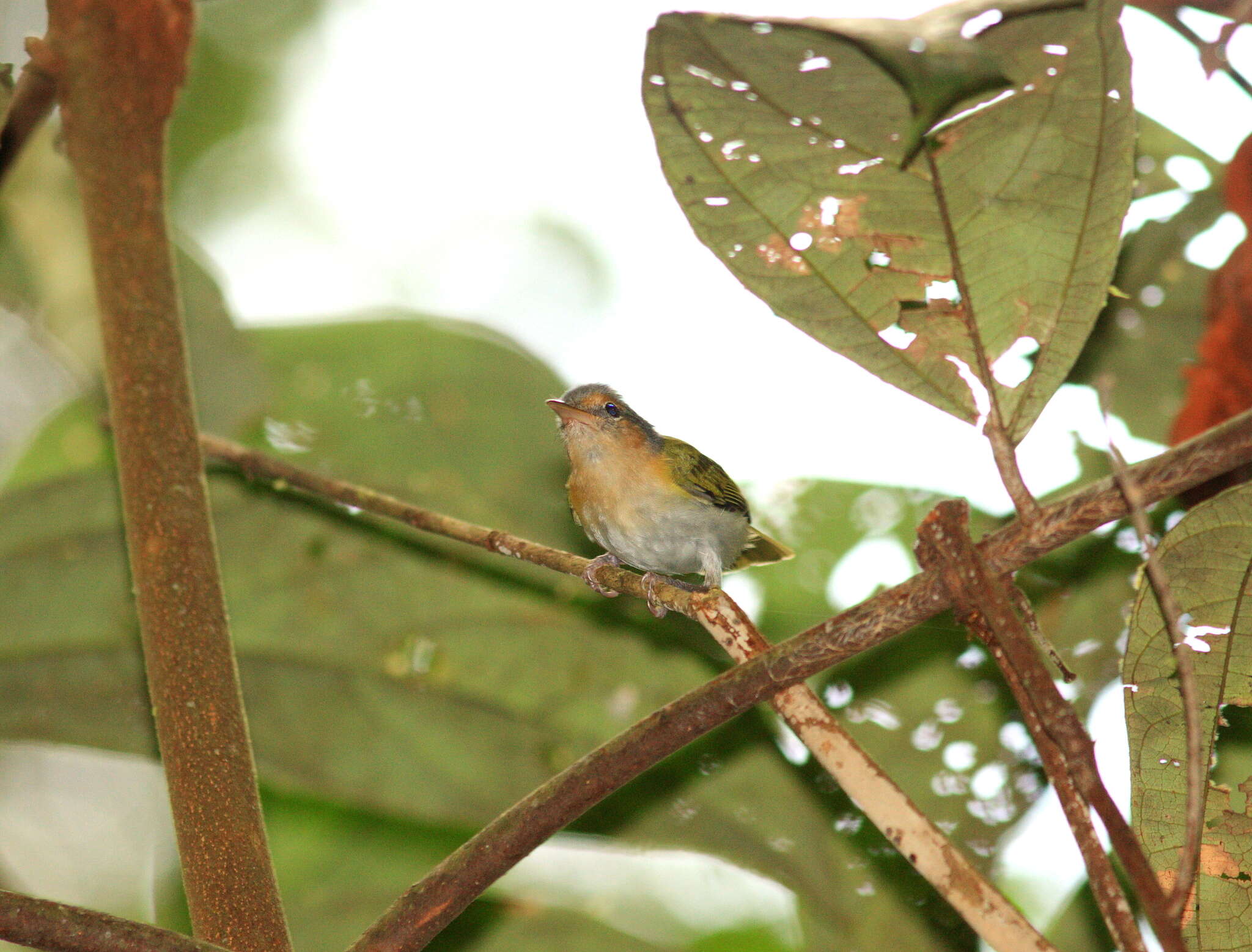 Image of <i>Pachysylvia muscicapina</i>