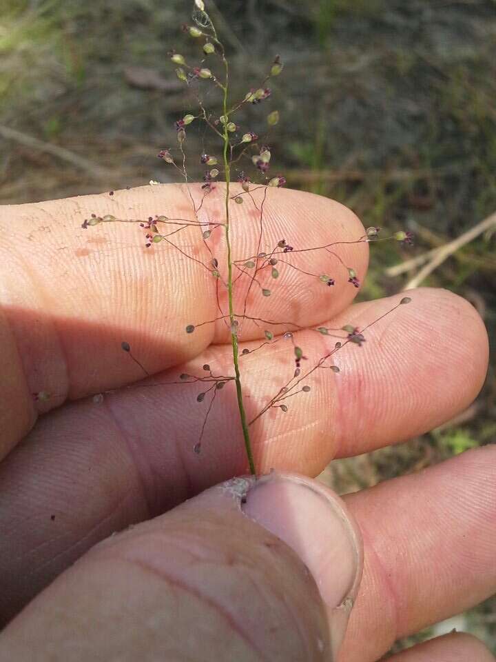 Image of Rough Rosette Grass