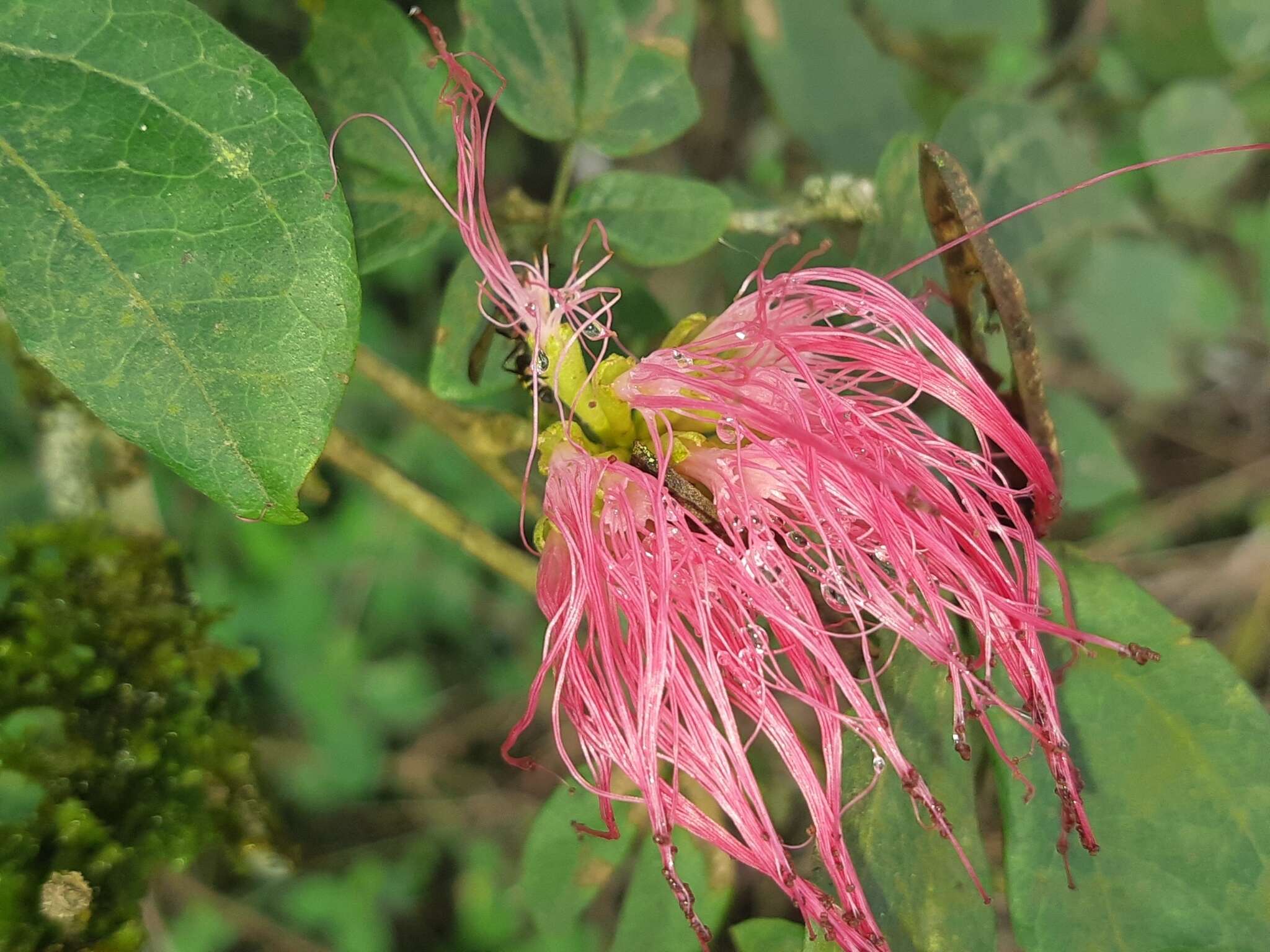 Image of Calliandra angustifolia Benth.