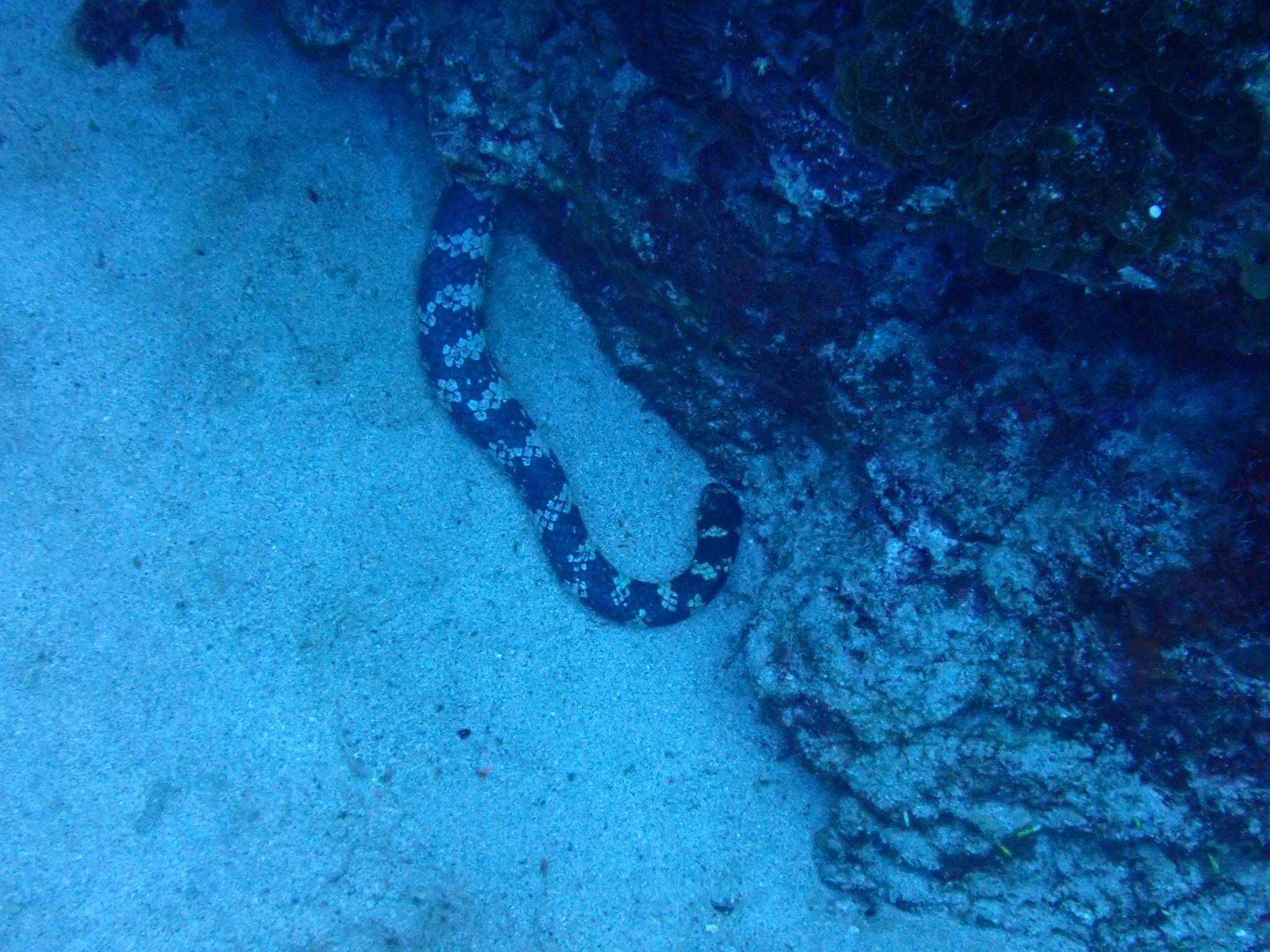 Image of Turtlehead Sea Snakes