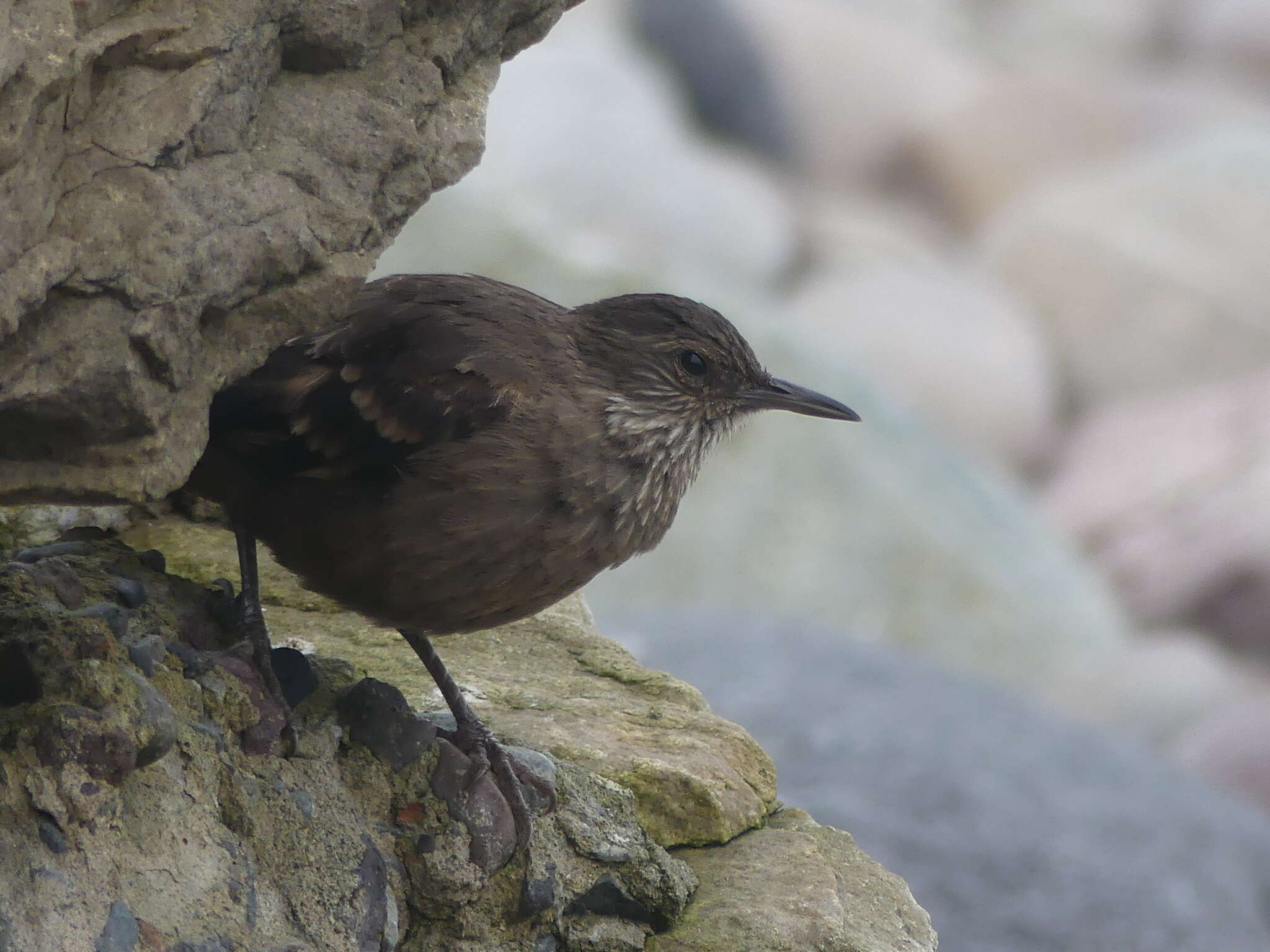 Image of Peruvian Seaside Cinclodes