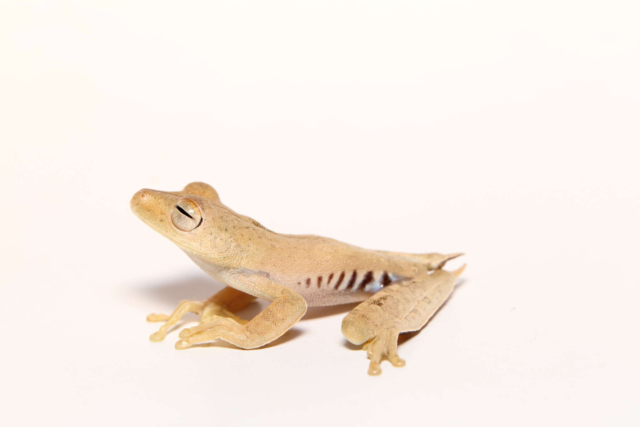 Image of Convict Tree Frog